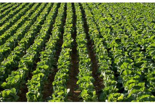 Weather Once Again Affects Chinese Cabbage Prices