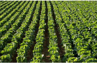 Weather Once Again Affects Chinese Cabbage Prices