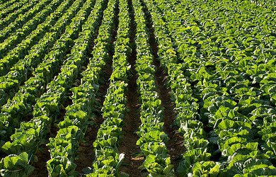 Weather Once Again Affects Chinese Cabbage Prices