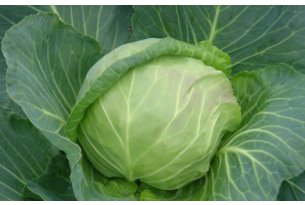 What Are the Prices of New Cabbage?