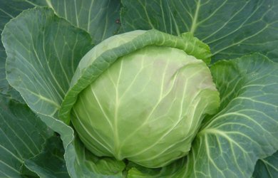 What Are the Prices of New Cabbage?