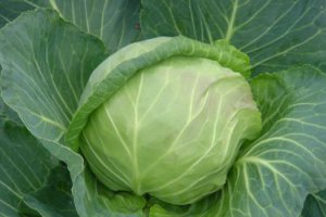 What Are the Prices of New Cabbage?