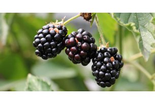 What are wholesale blackberry prices?