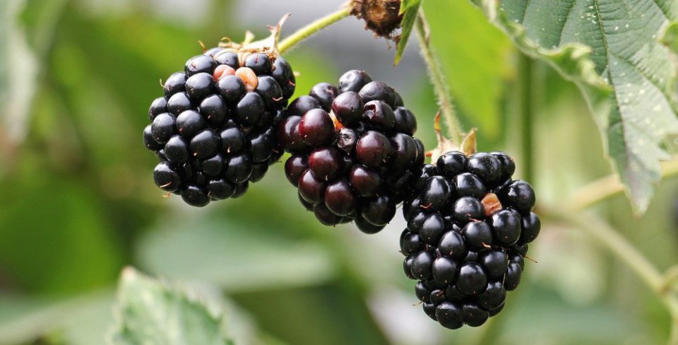 What are wholesale blackberry prices?