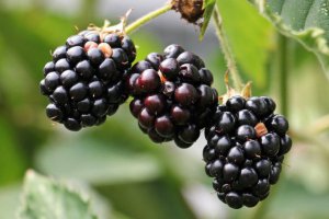What are wholesale blackberry prices?