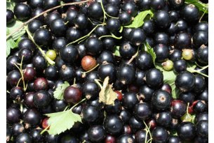What's Happening with Currant Procurement Prices?