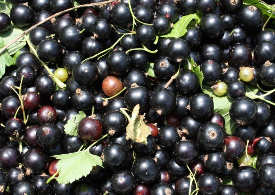 What's Happening with Currant Procurement Prices?