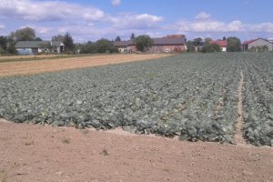 White cabbage is not getting cheaper, although…