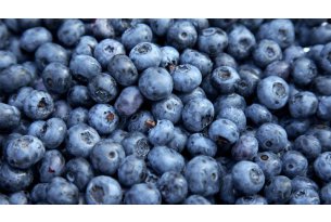 Wild Blueberries – Low Supply, High Demand, and Prices?