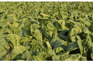 Will the Weather Affect Chinese Cabbage Prices?