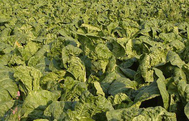 Will the Weather Affect Chinese Cabbage Prices?