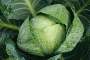 Young Cabbage Prices Remain at Record Lows