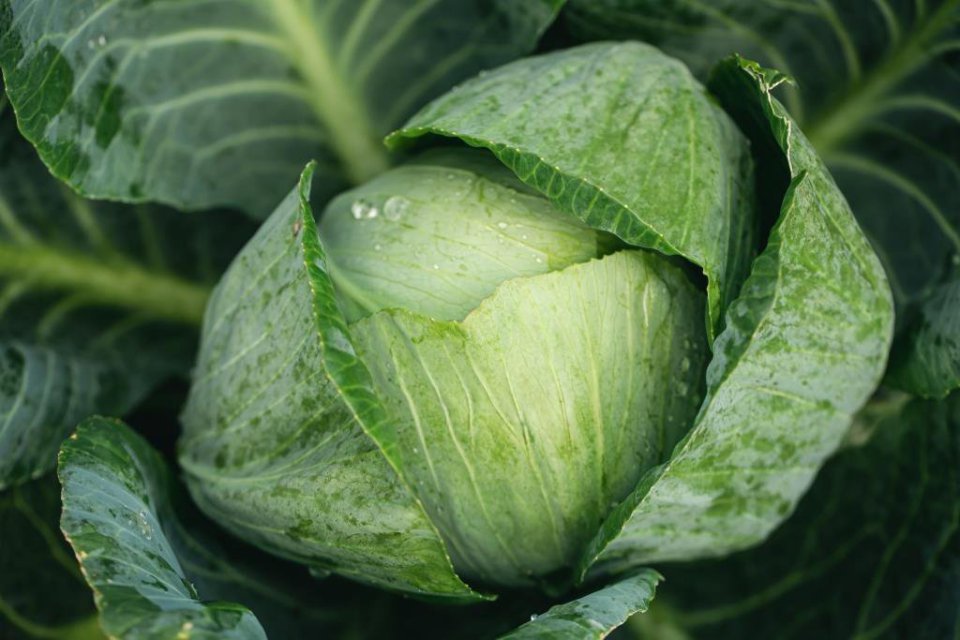 Young Cabbage Prices Remain at Record Lows
