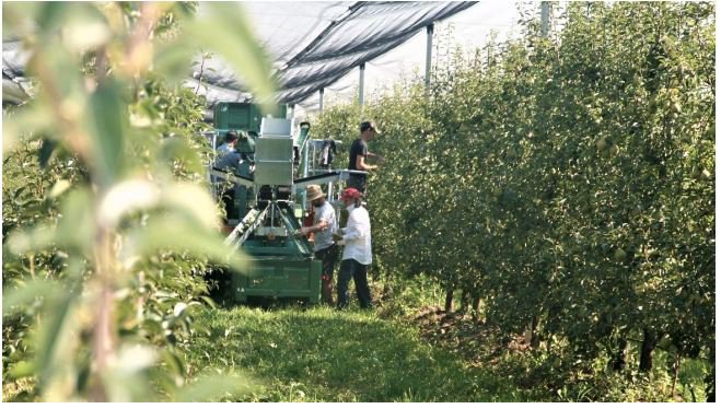 OPERA CONSORTIUM: THE ITALIAN PEAR SPECIALIST