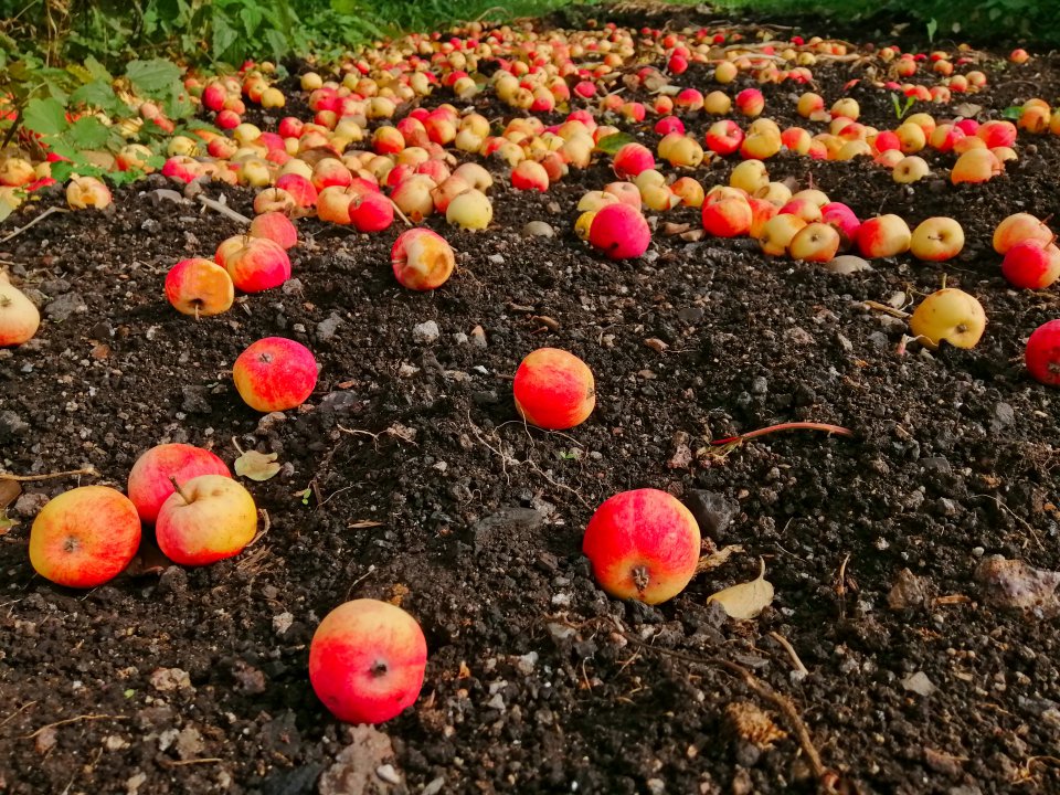 Export of apple juice concentrate from Poland in 2021