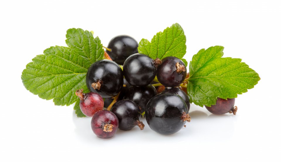 Will it be a season of expensive currants in Poland?