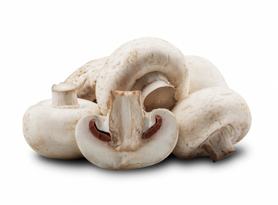 Export of champignons in the first quarter of 2021