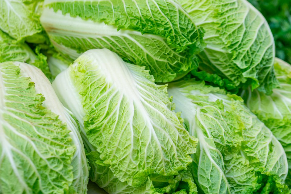 The prices of the Chinese cabbage are in the upward trend again