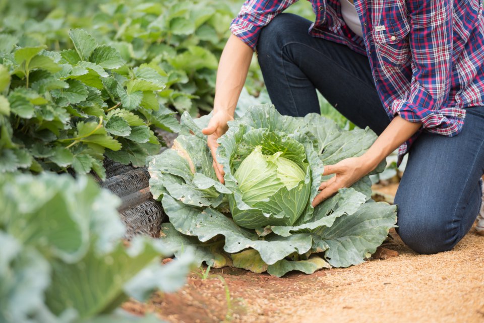 White cabbage in Poland - new season has slipped