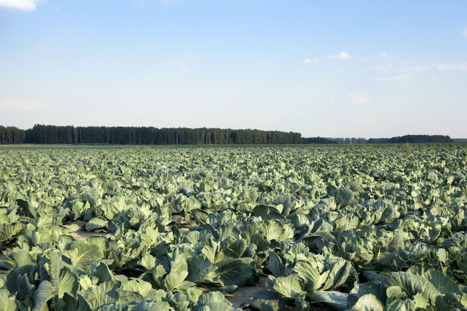 Weather causes problems for white cabbage plantations in Poland