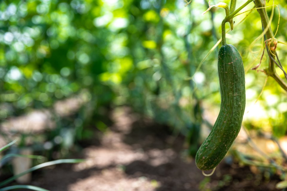Weather is not favorable for cucumber market in Poland