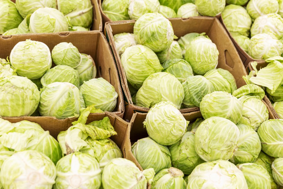 Cabbage exports from Poland in 2021