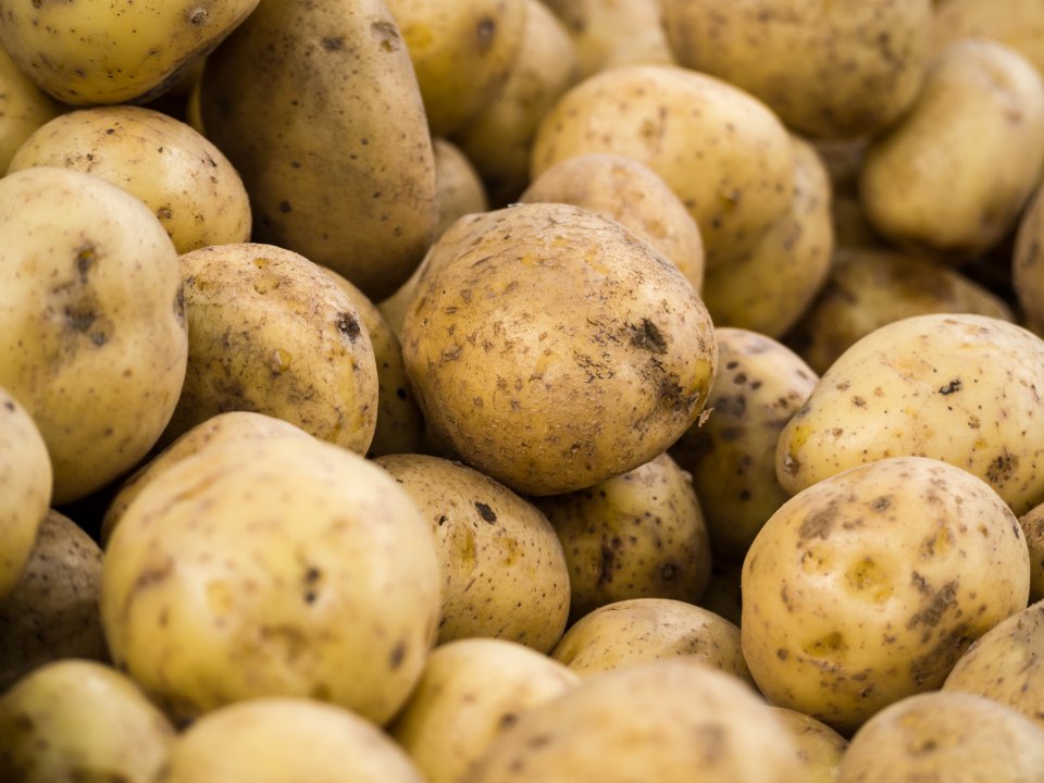 New potatoes are rapidly becoming cheaper in the Polish market