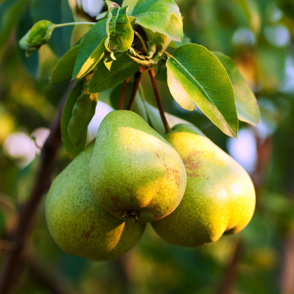 WAPA - pear stocks, April 2021.