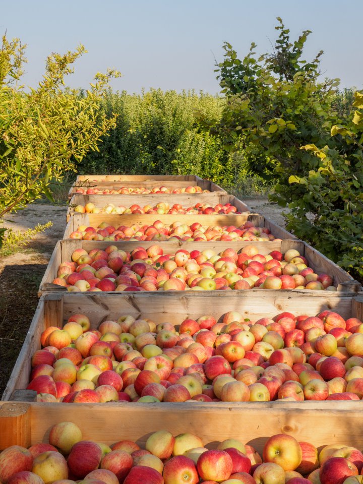 There's still a lot of Idared apples in Poland