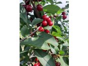 We are pleased to offer premium-quality sour
